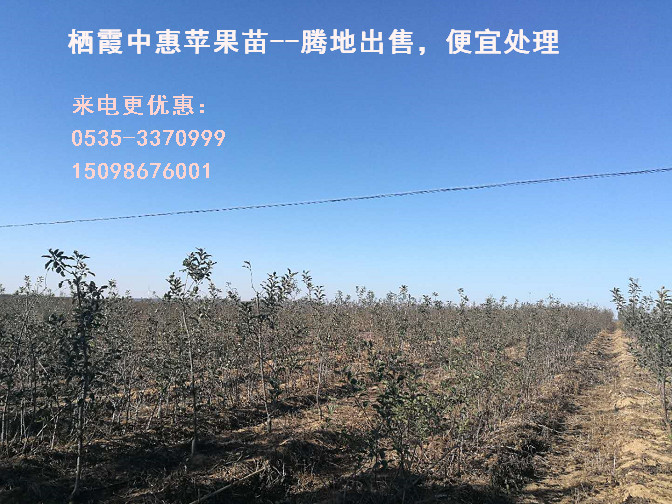 怎么種植矮砧蘋果苗木？