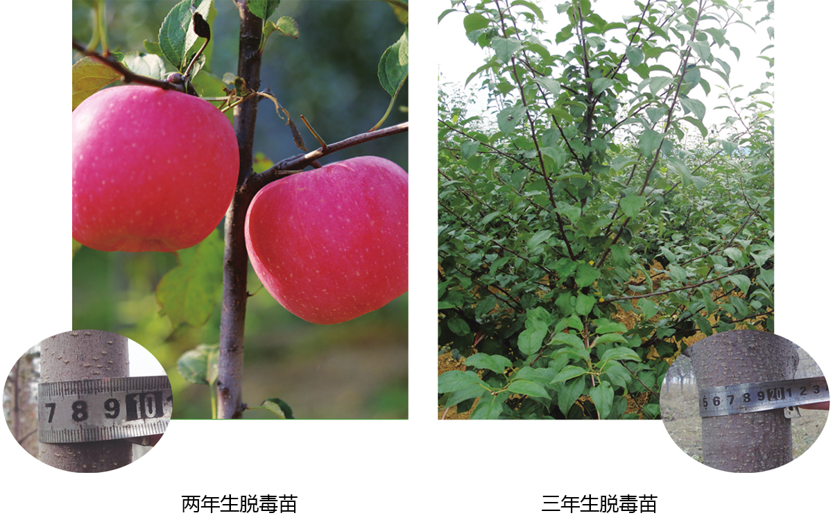脫毒蘋果苗木的培育：科學(xué)方法與嚴格管理并重